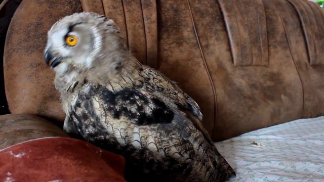 Ручной филин копает диван смотреть онлайн