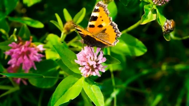 Музыка расслабляет нервную систему, улучшает память ? Нежная музыка успокаивает нервную смотреть онлайн