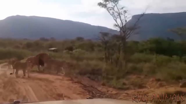 Jaguar Ventured Into Crocodile Territory To Hunt And Surprising Ending. смотреть онлайн