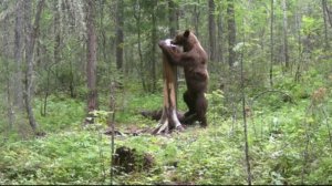 Подновил солонцы медвежонок в третий раз свернул фотоловушку не повредил лоси стали приходить реже