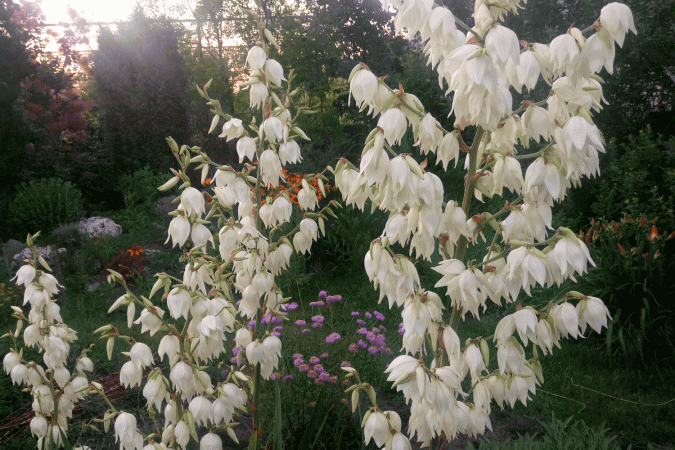 Юкка нитчатая (Yucca filamentosa)