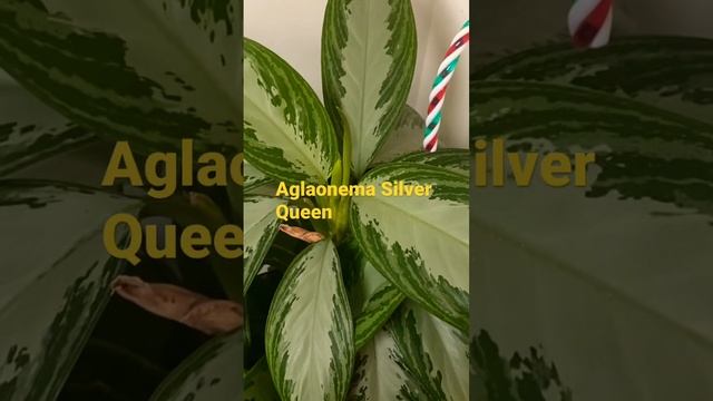 Aglaonema Silver Queen смотреть онлайн