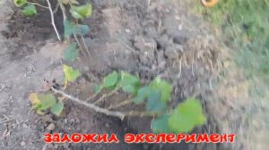 фундук как пригибают ветки на саженцы 9 июня.