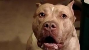 Cамый злой и опасный питбуль!