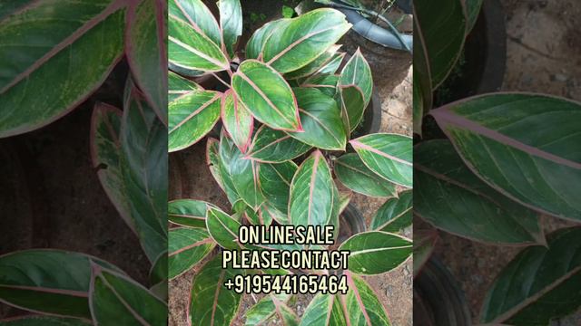 Aglaonema lipstic varietieswhite lipsticpink lipstickblack lipstickGardeneca_home