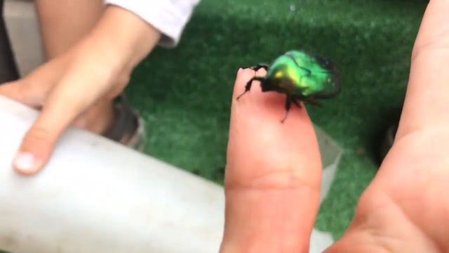 Богомол и разные насекомые были пойманы Савелием_карамелием смотреть онлайн