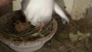 гнезда  для голубей под заказ мариуполь