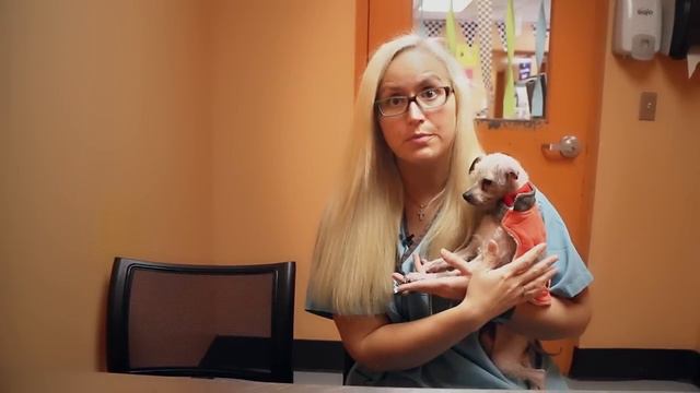 Meet Petunia смотреть онлайн