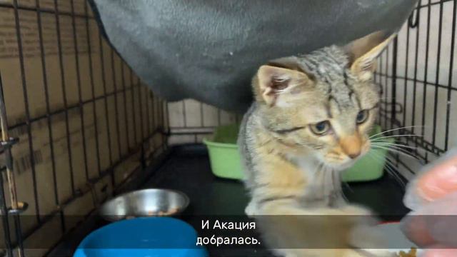 АКАЦИЯ смотреть онлайн