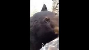 медведь решил сегодня не есть охотника