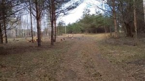 Продажа участка 200 соток д. Пленишник