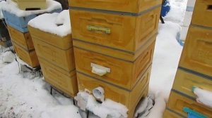 возможные проблемы с пчелами от подкормок пчел в феврале