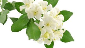 ЖАСМИН 2016 2017 года