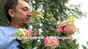 Гортензия ?Самарская Лидия Rensam/Frambosine лучший сорт в Мире из флоры гортензий!!!?ХИТ ЛЕТА2020