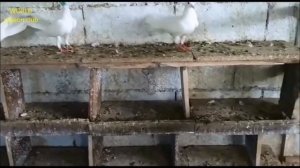 Широкохвостые Бакинцы . Неожиданный Результат после месяца Тренировок (Bobca Alexandr/Moldova)