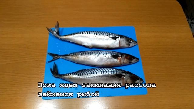 Скумбрия домашнего соления.  Home salting mackerel