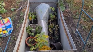 Укрытие инжира на зиму в Самарской области.