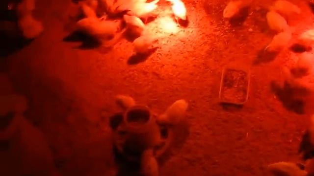 Советы для начинающих птицеводов Кормим цыплят мясокостным остатком смотреть онлайн