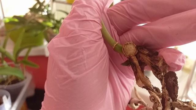 Печаль с Laelia purpurata. смотреть онлайн