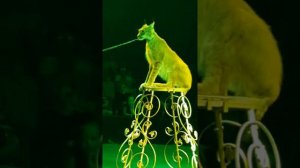 Рысь в цирке