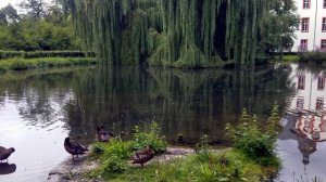 "...Разжирели, утка осенью в большой цене...". Замковый пруд Заальфельда.