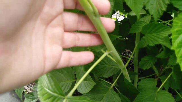 Смородинамалина ждем богатый урожай.Обзор