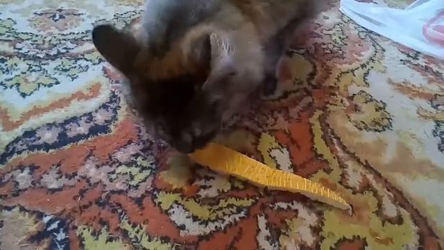 Всеядная кошка. Есть дыню, сырую картошку, арбуз, все. смотреть онлайн