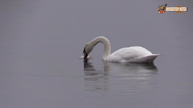 Лебедь, отбившийся от стаи, остался на Святом озере смотреть онлайн
