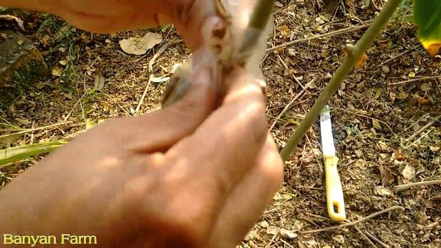 Grow Rose cuttings | Brilliant Idea | गुलाब की कटिंग ग्रो करें, смотреть онлайн