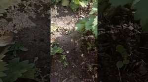 Правильный уход за клубникой после сбора урожая!