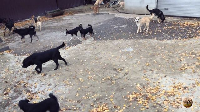 VLOG| Прогулка | Приют Дружок Липецк | Walk | Shelter Druzhok Lipetsk смотреть онлайн