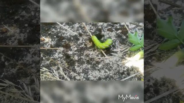 Зелёная гусеница. смотреть онлайн