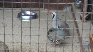 № 1536  22.  07.  2021 Кеклик и его голос