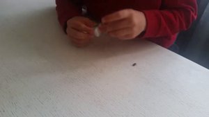 Питомцы. Красные жучки солдатики. Как я с ними играю.
