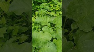 МАЙСКИЙ ЛИСТ ЛОПУХА.