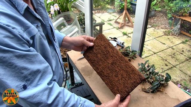 Unmounting and Remounting my Dendrobium jenkinsii смотреть онлайн