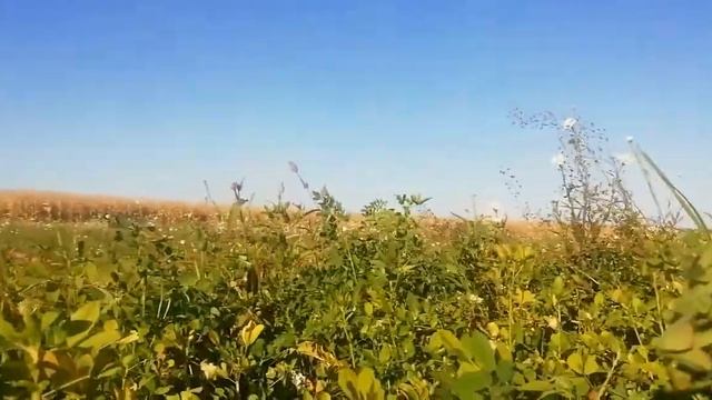 Легенда"Чёрный беркут" смотреть онлайн