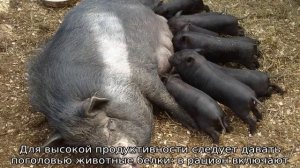Порода свиней Кармалы — описание, характеристики
