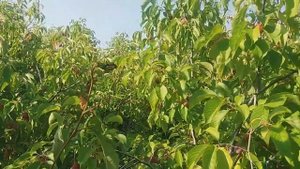 сливовый сад