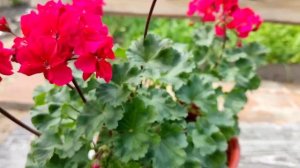 Пеларгония зональная миниатюрная "Minx"