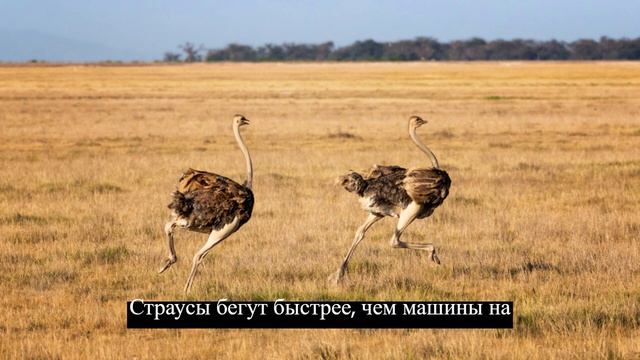 Сборник фактов 24 #животные #факты #интересно
