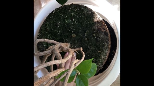 БУГЕНВИЛЛИЯ КАК ВЫРАСТИТЬ БОЛЬШОЙ И КРАСИВОЙ ПЕРЕСАДКА / BOUGAINVILLEA HOW TO GROW BIG AND BEAUTIFU смотреть онлайн