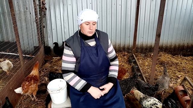 Как выбрать породу кур для яйценоскости.