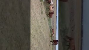 Новый жеребец в табуне