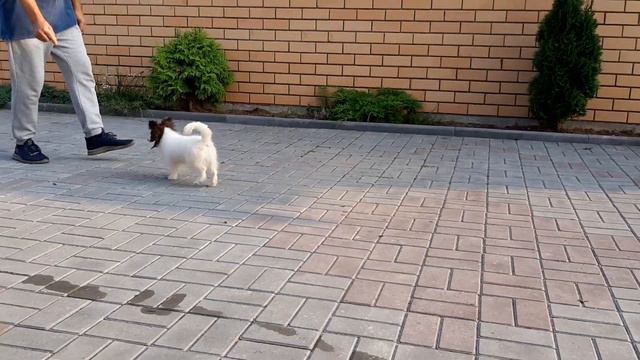 Ринговые Папийон 2 смотреть онлайн