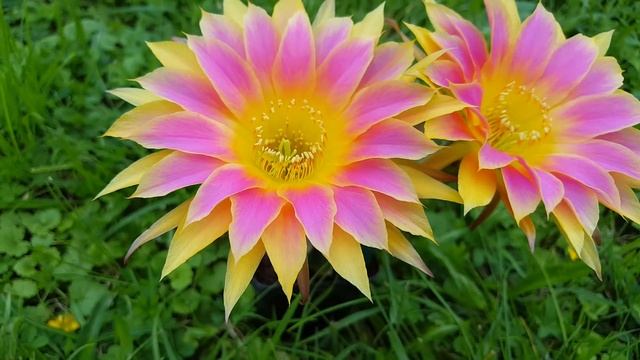 " SUNNY " = J.2014.31.7 Echinopsis Trichocereus Lobivia Hybride смотреть онлайн