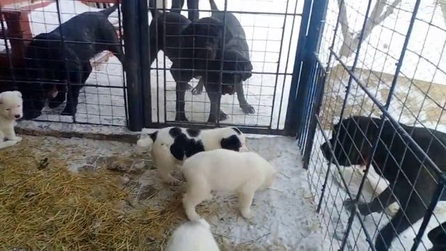 Щенки Алабая. Алабай САО. смотреть онлайн