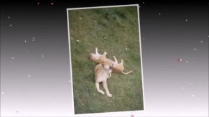 львы - дикие животные.