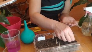 ПОСЕВ БЕГОНИИ ВЕЧНОЦВЕТУЩЕЙ.