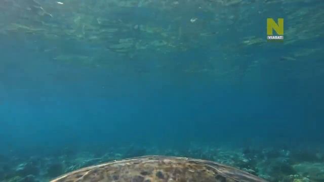 Как тигровые акулы (Galeocerdo cuvier) охотятся на зелёных черепах (Chelonia mydas) у острова Рейн смотреть онлайн